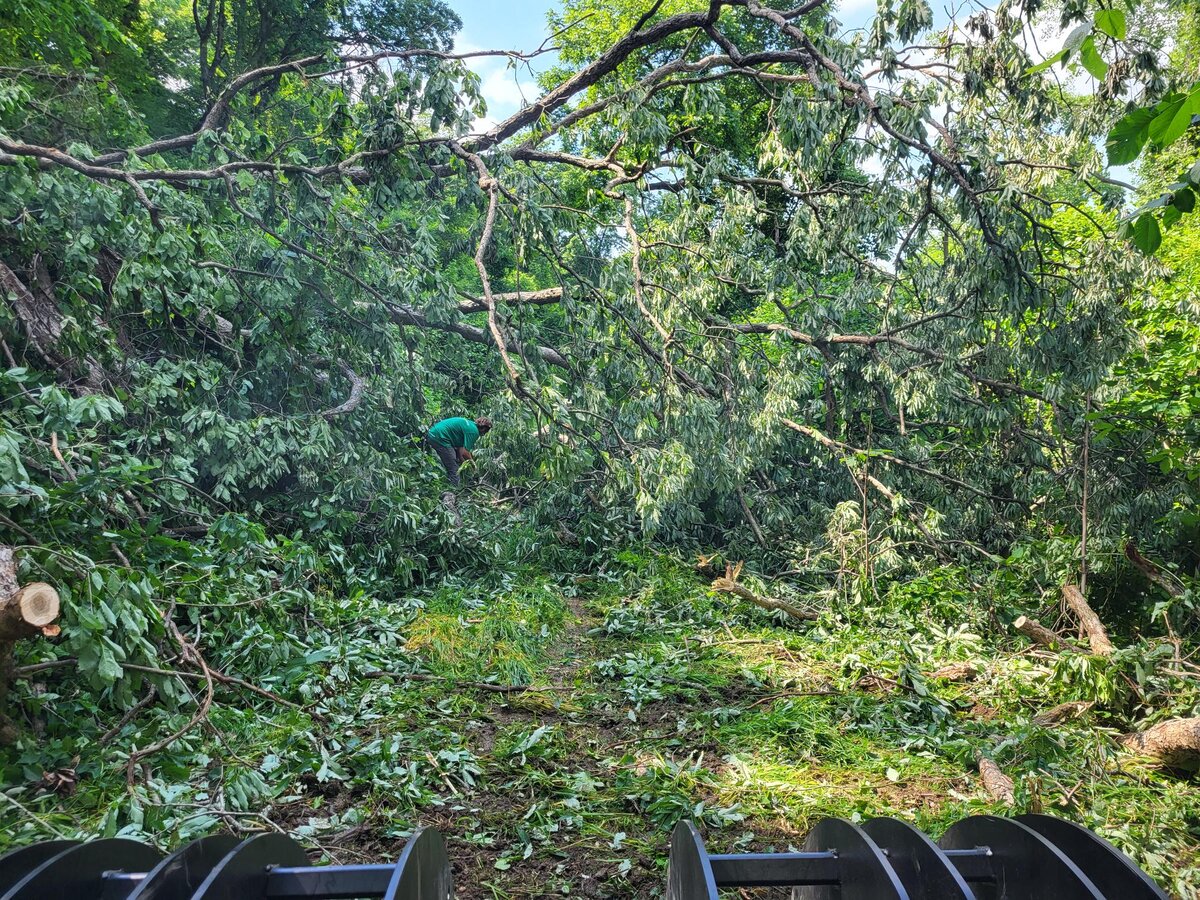 Before: dense brush blocking hunter access on acreage