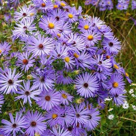 Close-up of Aromatic Aster (Symphyotrichum oblongifolium or similar) showing purple-blue daisy-like late summer to fall blooms for extended pollinator support