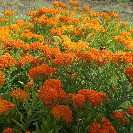 Close-up of Butterfly Milkweed (Asclepias tuberosa) with bright orange flower clusters, a key pollinator plant in native landscaping beds