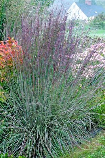Close-up of Little Bluestem (Schizachyrium scoparium) showing blue-green foliage and striking red-orange-bronze fall color in a native plant bed