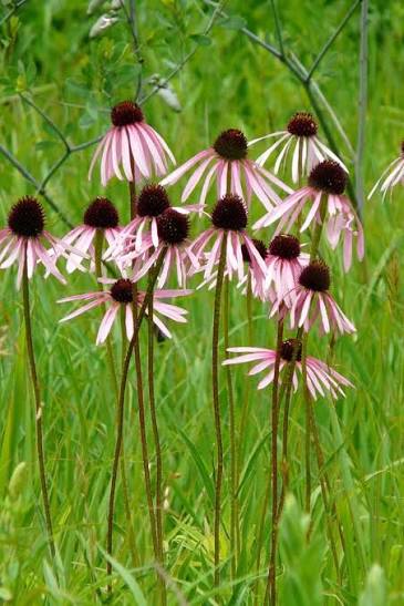 Close-up of Pale Purple Coneflower (Echinacea pallida) with slender drooping petals, an iconic native prairie species for designed beds