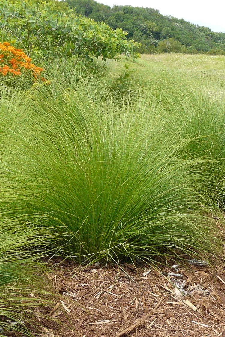 Close-up of Prairie Dropseed (Sporobolus heterolepis) showing fine-textured fountain grass foliage and seed heads in a professionally designed native bed