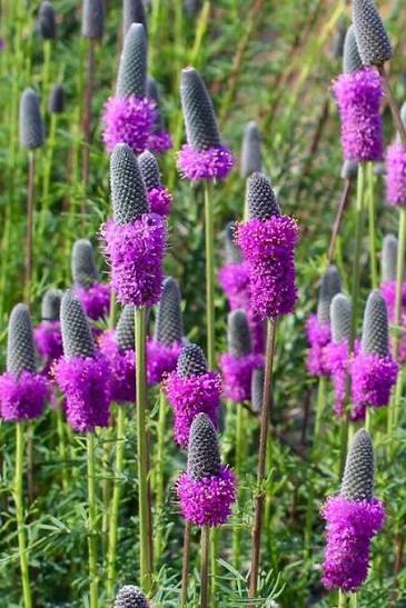 Close-up of Purple Prairie Clover (Dalea purpurea) with cylindrical purple flower spikes, used as a front-edge plant alongside Missouri Primrose in native beds