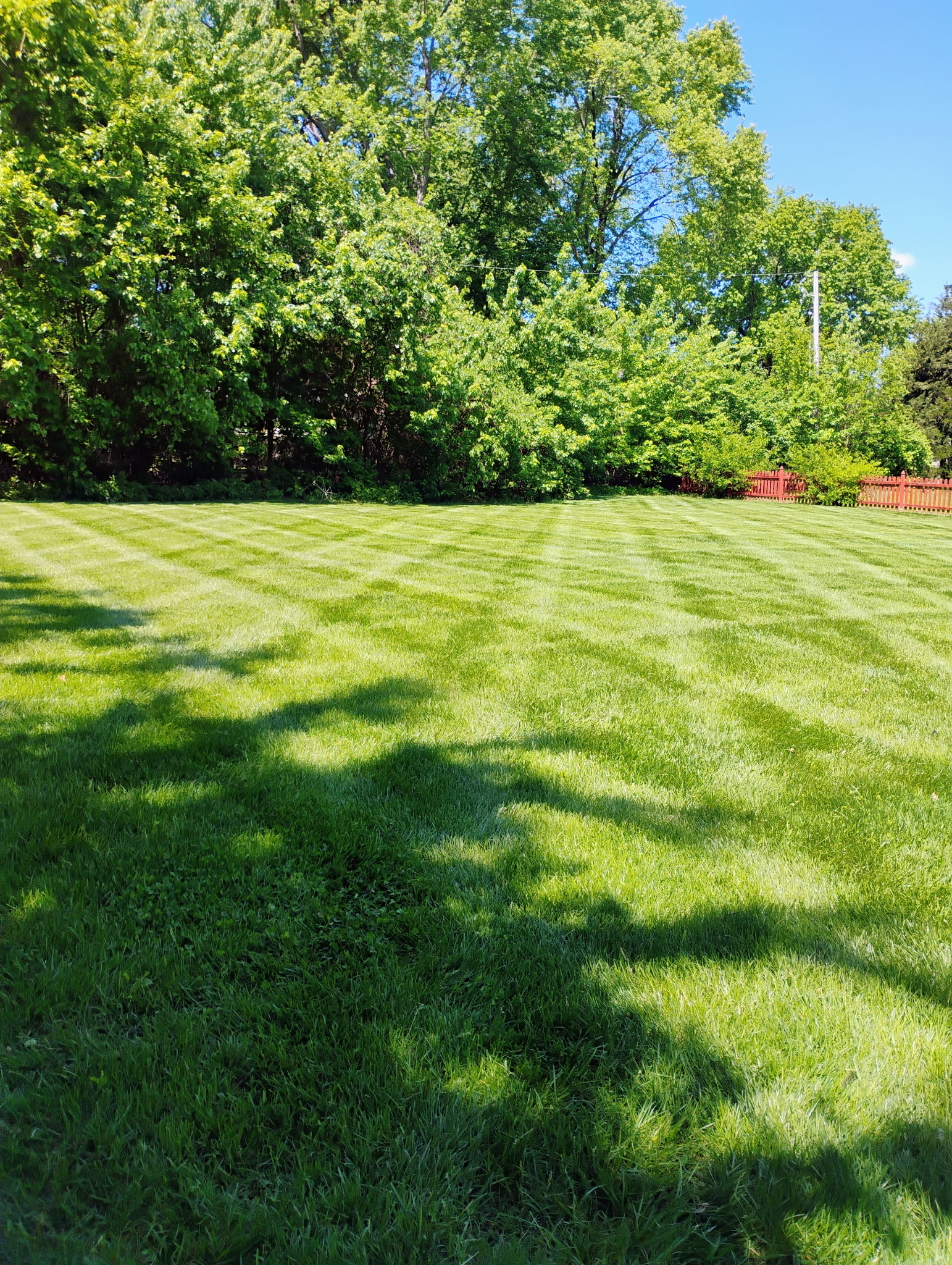 Lush residential lawn after professional mowing and maintenance